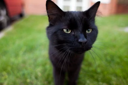 A close-up of a black cat with striking green eyes, standing on grass. This HD image serves as a captivating desktop wallpaper and background.