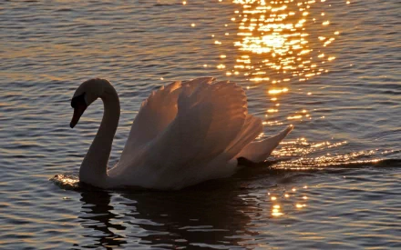 A serene swan glides gracefully across the water, with shimmering sunlight reflecting on the surface, creating a tranquil and captivating scene for a HD desktop wallpaper.