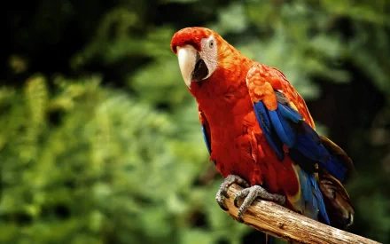 Vibrant scarlet macaw perched on a branch against a blurred green background, captured in high definition for a striking PC desktop wallpaper.