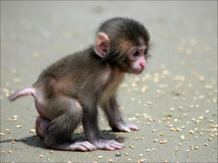 HD wallpaper and background featuring an adorable young macaque sitting on sand scattered with food particles.
