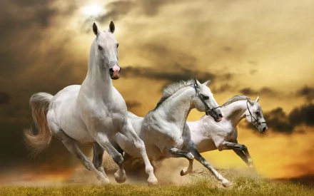 Three majestic white horses galloping gracefully across a golden field, set against a dramatic sunset backdrop, creating an enchanting and serene scene for a HD desktop wallpaper.