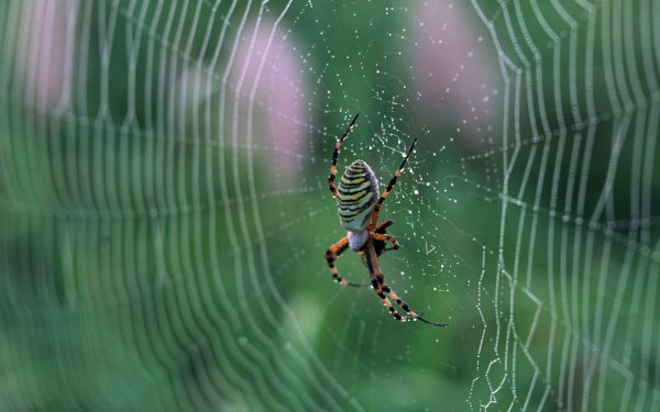 Animal Spider Spiders Spider Web Arachnid HD Wallpaper | Background Image