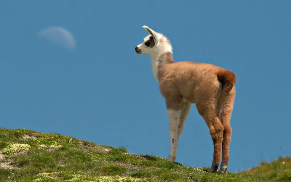 A llama stands on a grassy hill, gazing at the sky, with a clear blue background and a hint of moon visible, creating a serene HD desktop wallpaper.