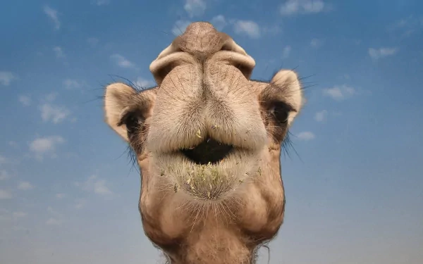 Close-up of a camel's face against a blue sky, captured in high definition for a PC desktop wallpaper and background.