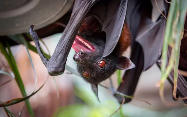 HD desktop wallpaper featuring a close-up of a bat hanging upside down, displaying its wings and bright eyes amidst green foliage.