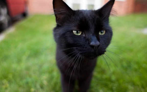A close-up of a black cat with striking green eyes, standing on grass. This HD image serves as a captivating desktop wallpaper and background.