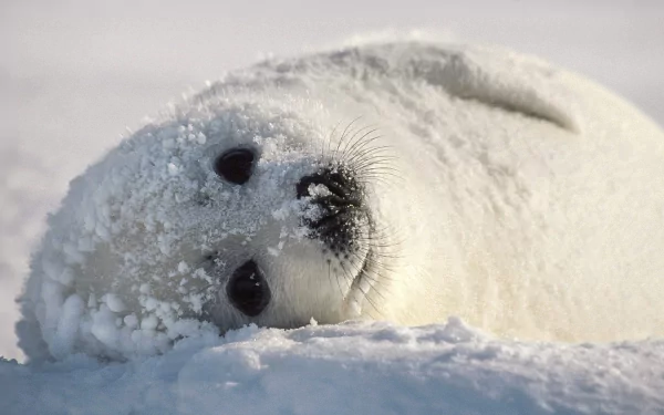 HD desktop wallpaper featuring a close-up of a white seal pup lying on snow, showcasing its dark eyes and snowy fur in a serene, wintry setting.