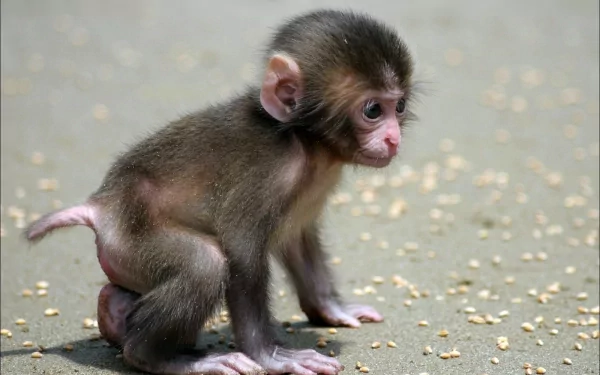 HD wallpaper and background featuring an adorable young macaque sitting on sand scattered with food particles.