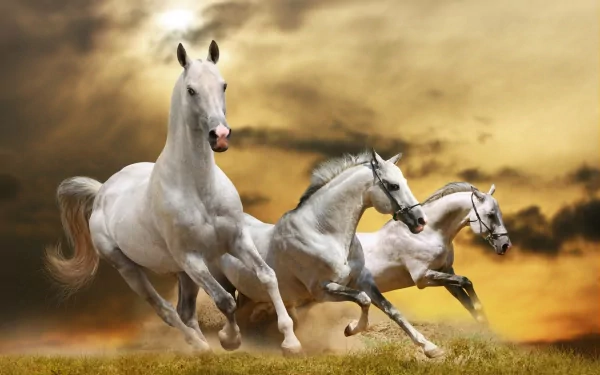 Three majestic white horses galloping gracefully across a golden field, set against a dramatic sunset backdrop, creating an enchanting and serene scene for a HD desktop wallpaper.