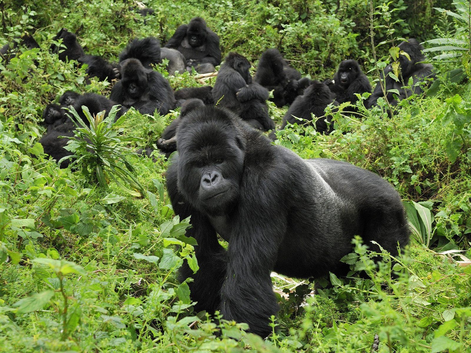 Gorilla Wallpaper National Geographic