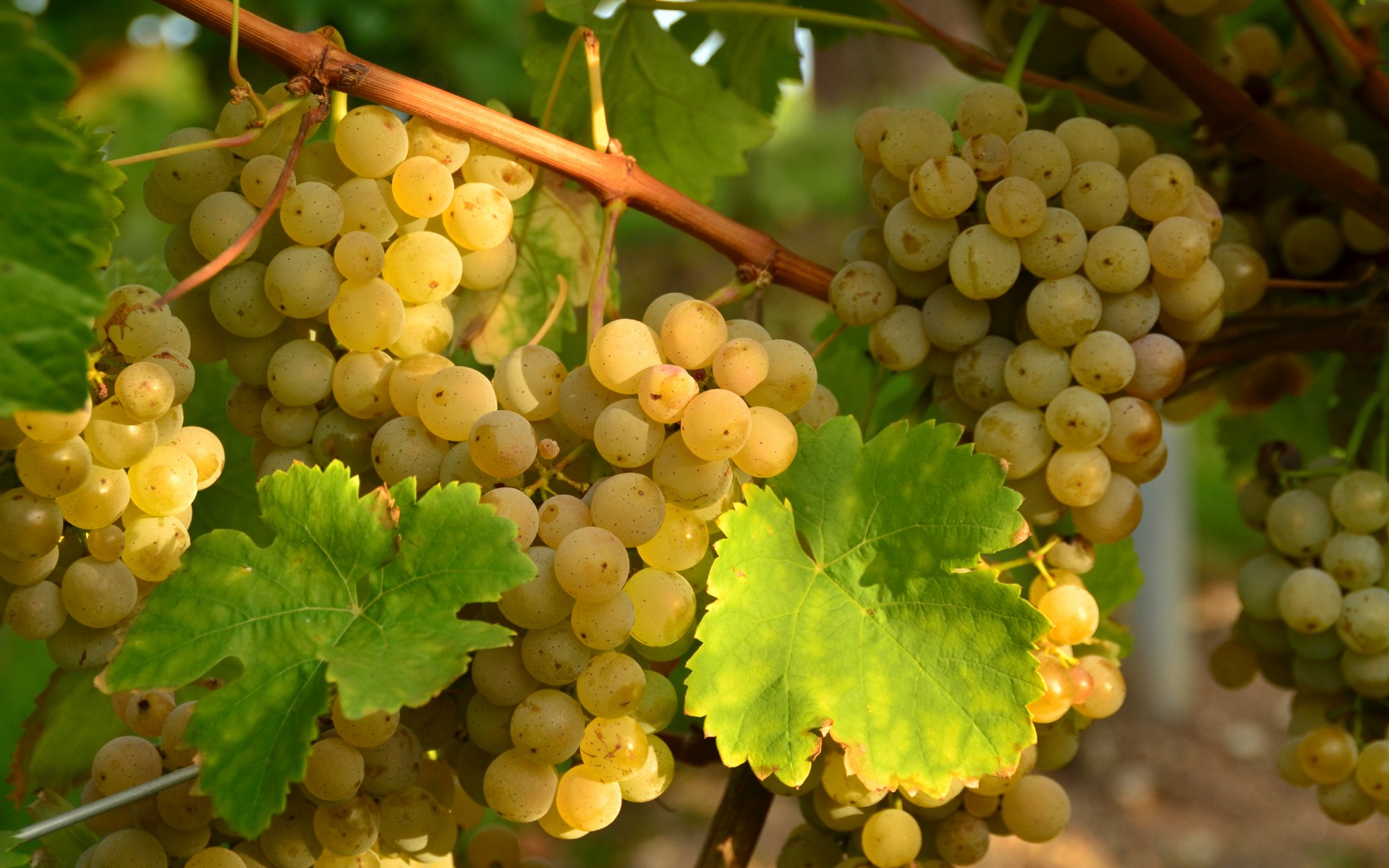 Grapes HD Wallpaper | Background Image | 1920x1200