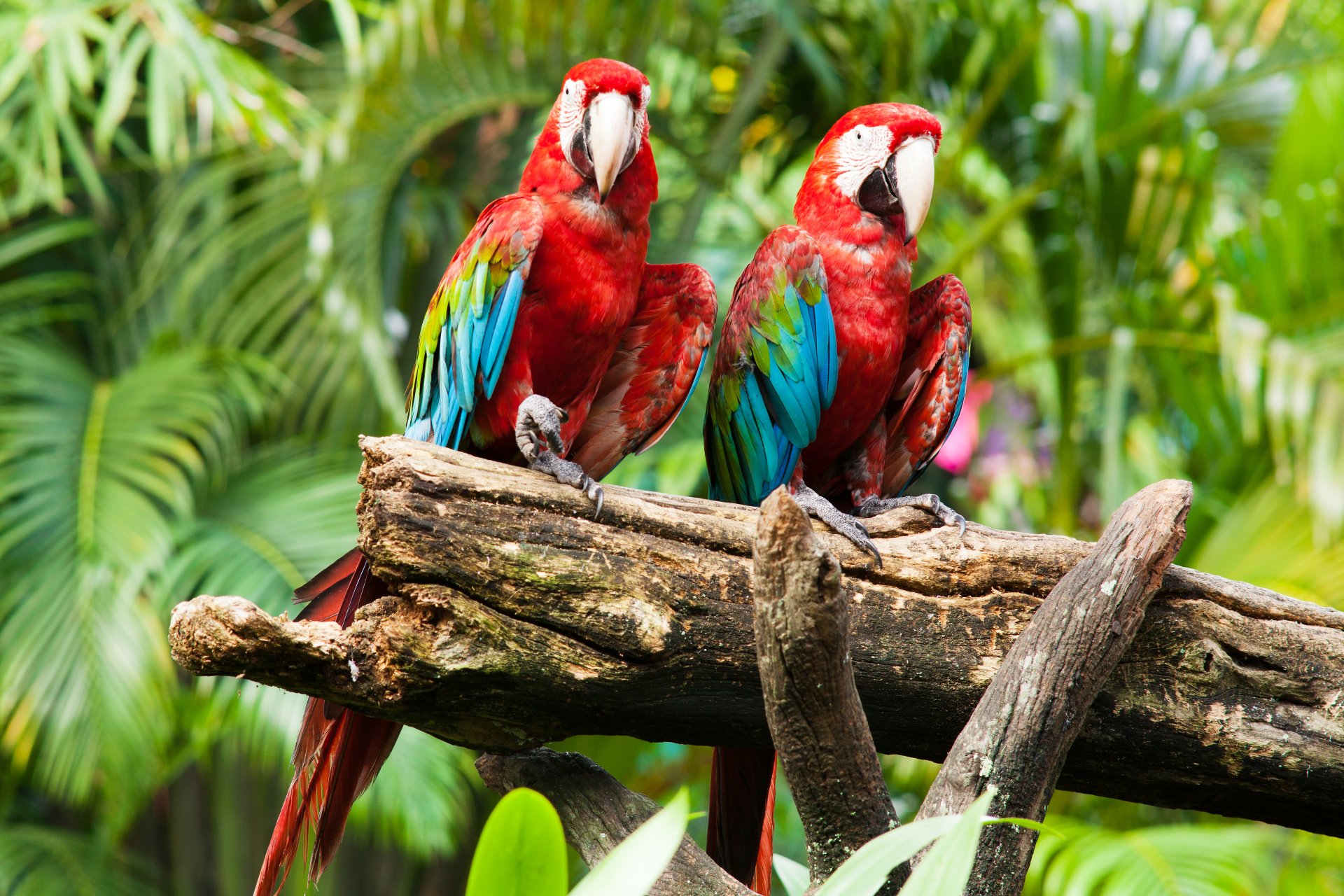 Two vibrant red-and-green macaws perched on a branch amidst lush green foliage, captured in stunning 4K Ultra HD quality for a PC desktop wallpaper.