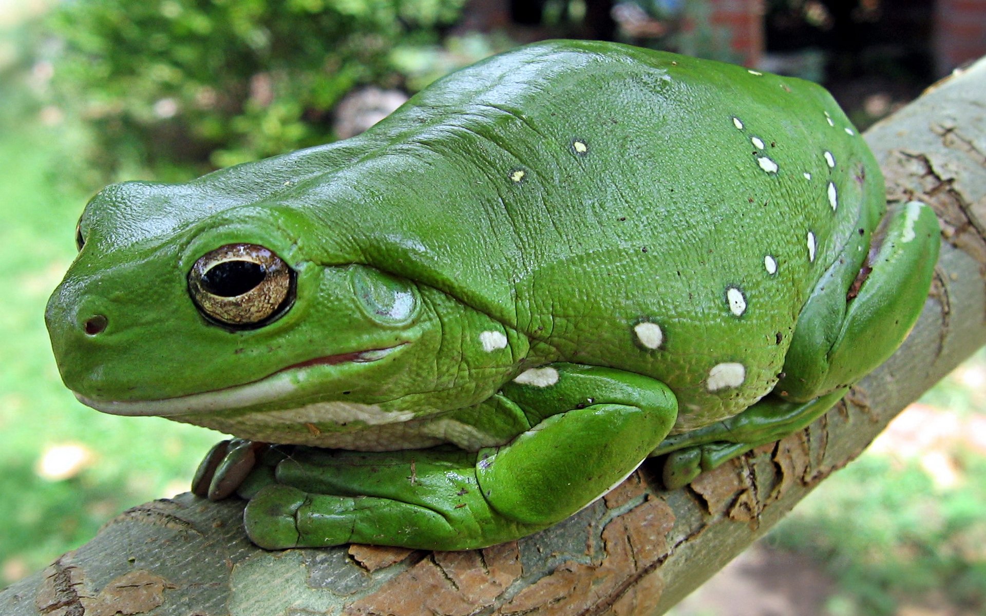 A vibrant green tree frog rests on a branch, showcasing its smooth skin and distinct white spots. This image serves as a stunning HD desktop wallpaper.