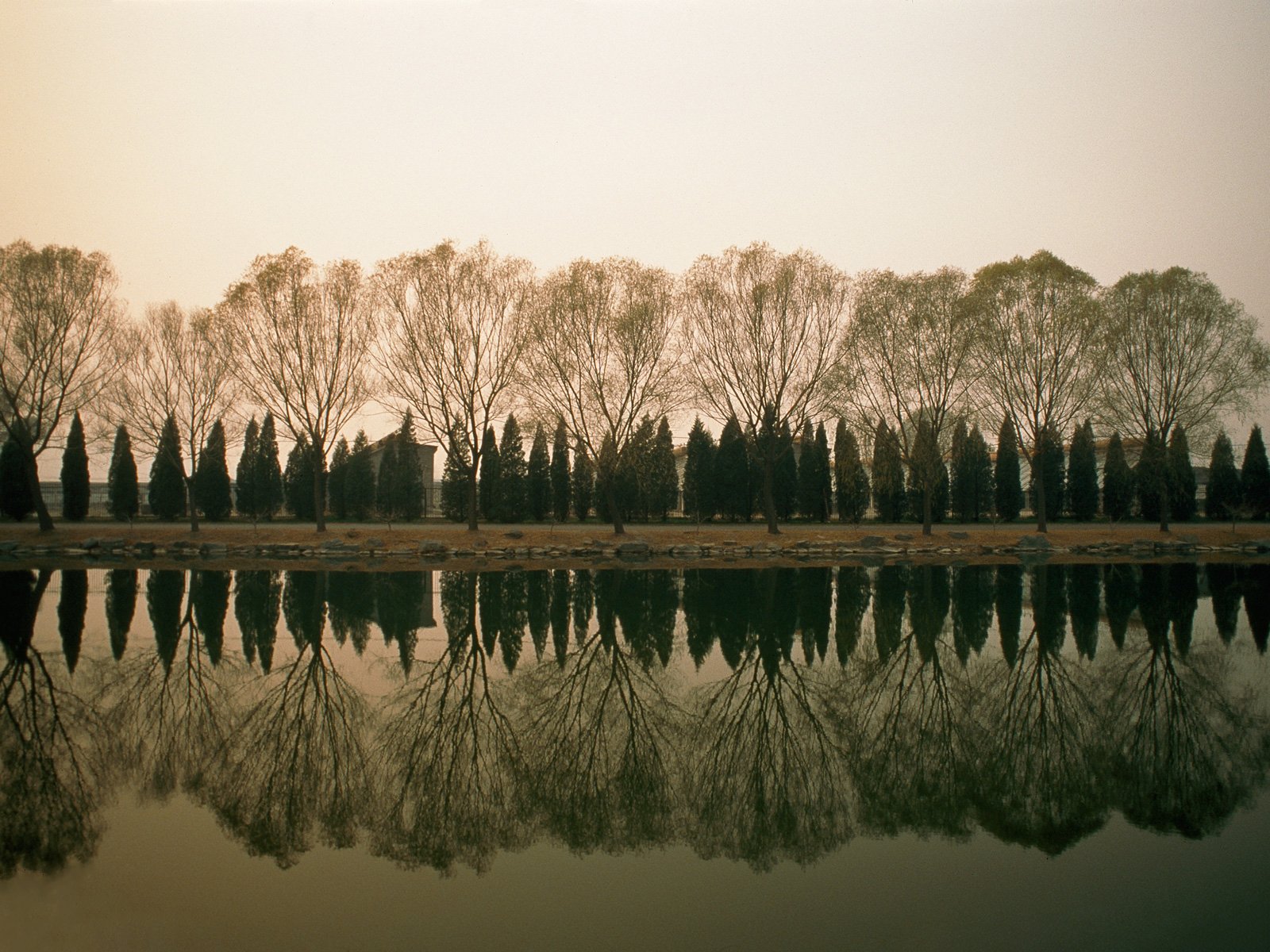 Download Tree Photography Reflection Wallpaper