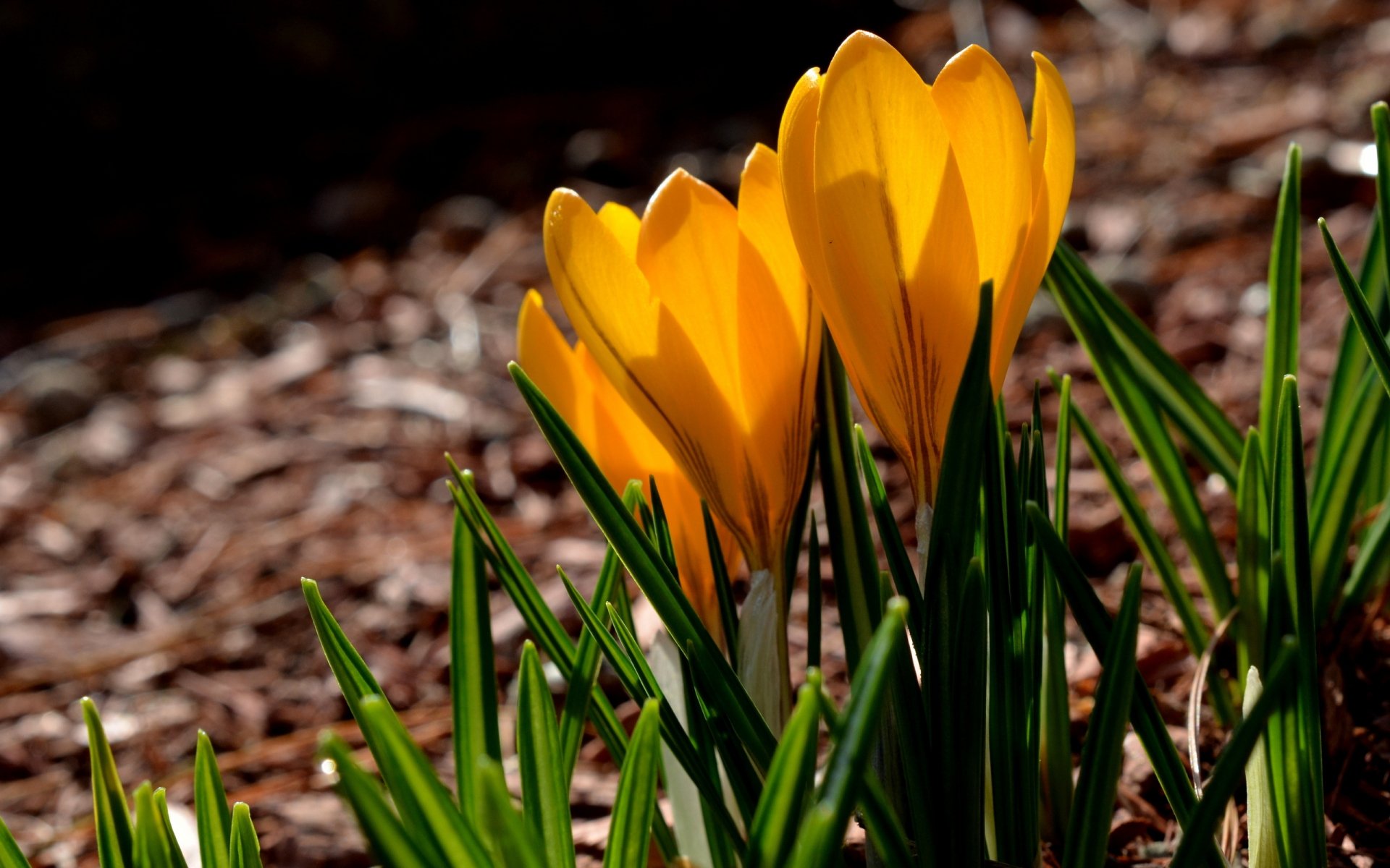 Golden crocus blooms among green leaves on woodland mulch, a vibrant flower and nature scene rendered as a 2K Quad HD PC desktop wallpaper/background.