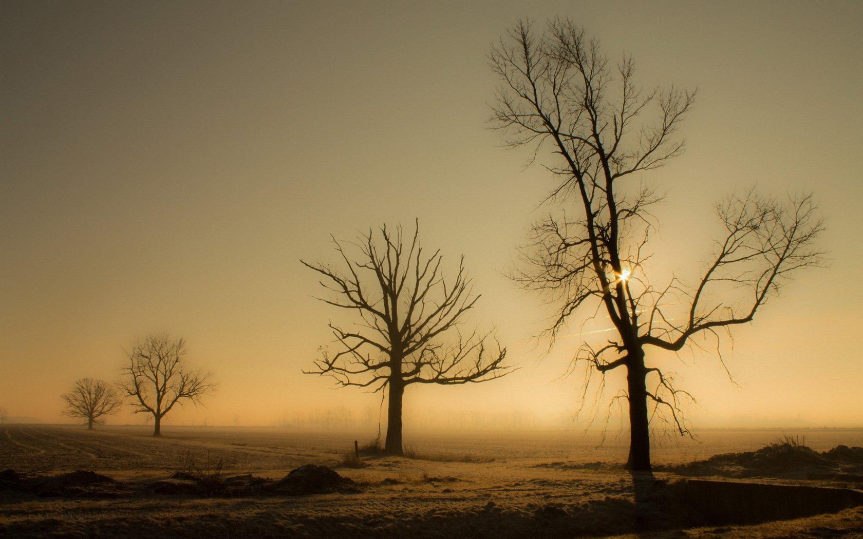 Download Nature Tree Wallpaper | 1680x1050 | Wallpaper Abyss