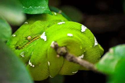 HD desktop wallpaper of a vivid green tree snake coiled on a branch amid leaves, close-up showing bright scales and white markings.