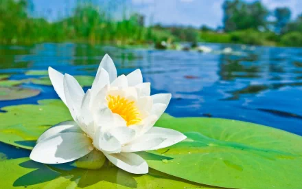 Close-up of a white water lily flower resting on a green lily pad in a natural pond, captured in HD for a serene desktop wallpaper background.