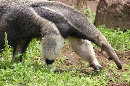 HD desktop wallpaper featuring a close-up of an anteater walking on grassy ground with natural rocks in the background.