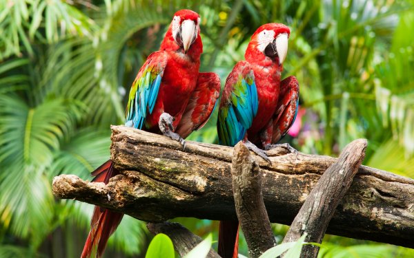 Animal Red-and-green Macaw Birds Parrots HD Wallpaper | Background Image