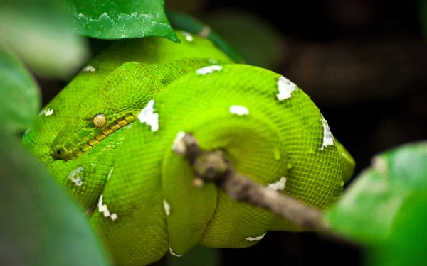 HD desktop wallpaper of a vivid green tree snake coiled on a branch amid leaves, close-up showing bright scales and white markings.