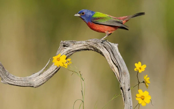 A colorful bunting bird perched on a curved branch with yellow flowers in a natural setting, captured in HD for a vibrant desktop wallpaper background.