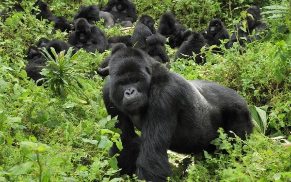 HD desktop wallpaper of a group of gorillas in a lush green jungle setting, showcasing the natural habitat of these powerful animals.