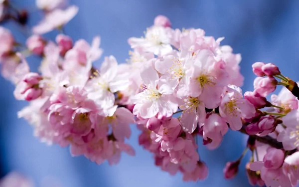 HD PC desktop wallpaper featuring delicate pink blossoms in full bloom against a clear blue sky, showcasing the beauty of nature in vibrant detail.