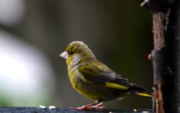 Animal bird HD Desktop Wallpaper | Background Image