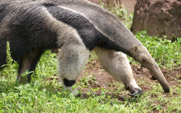 HD desktop wallpaper featuring a close-up of an anteater walking on grassy ground with natural rocks in the background.