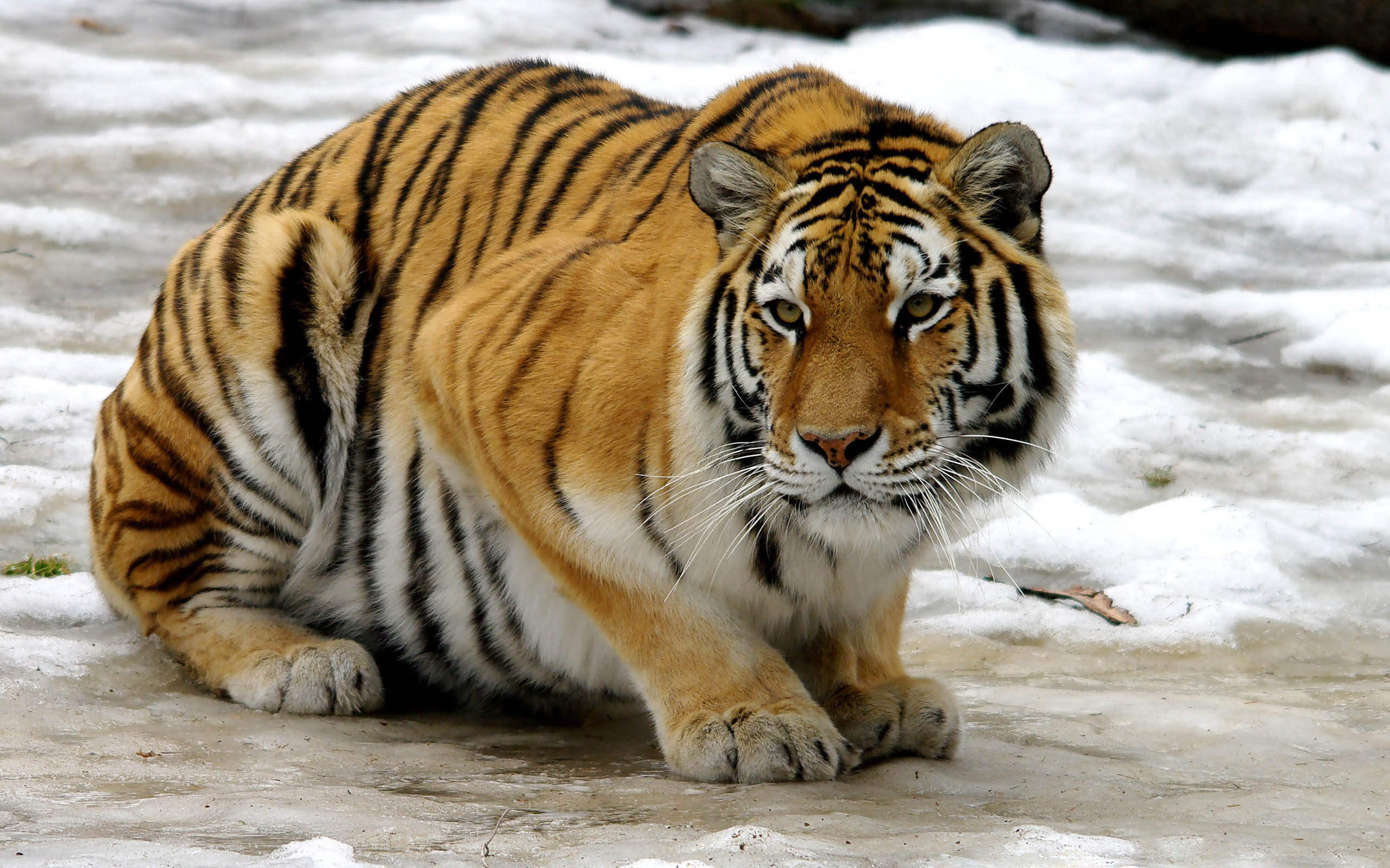 Animal Tiger HD Wallpaper