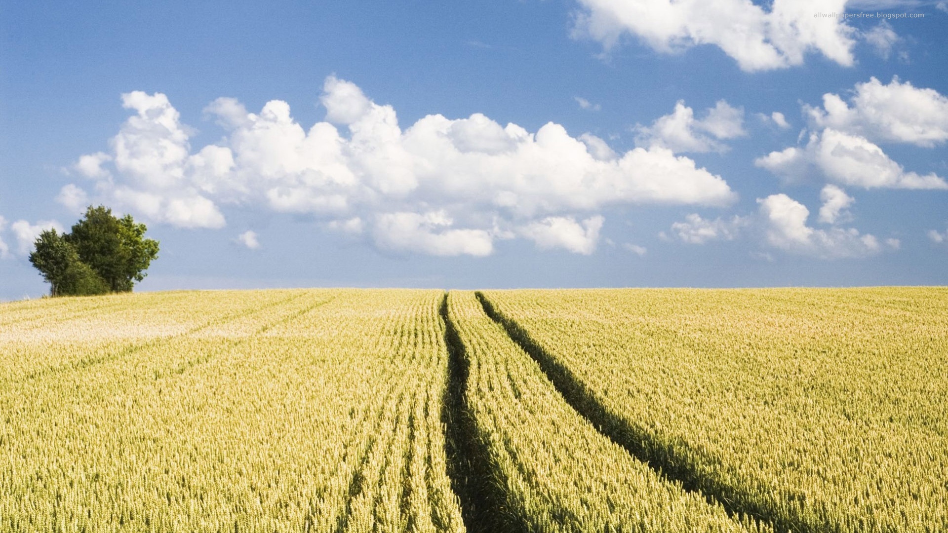 Download Nature Cornfield HD Wallpaper