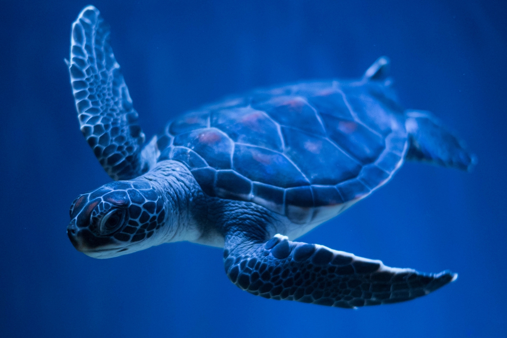 Download Animal Turtle HD Wallpaper