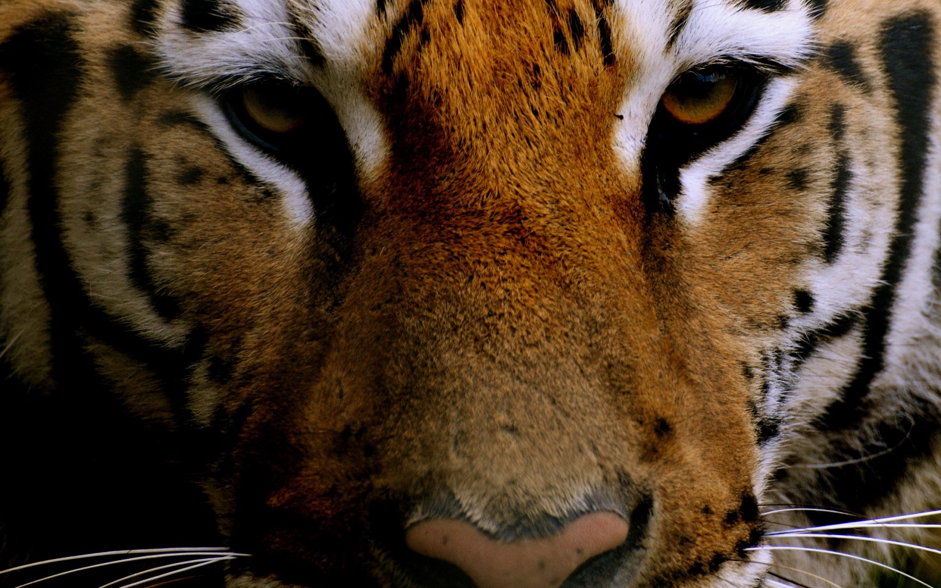 Close-up of a tiger (animal) face with intense gaze, detailed fur and whiskers — 2K Quad HD PC desktop wallpaper/background.