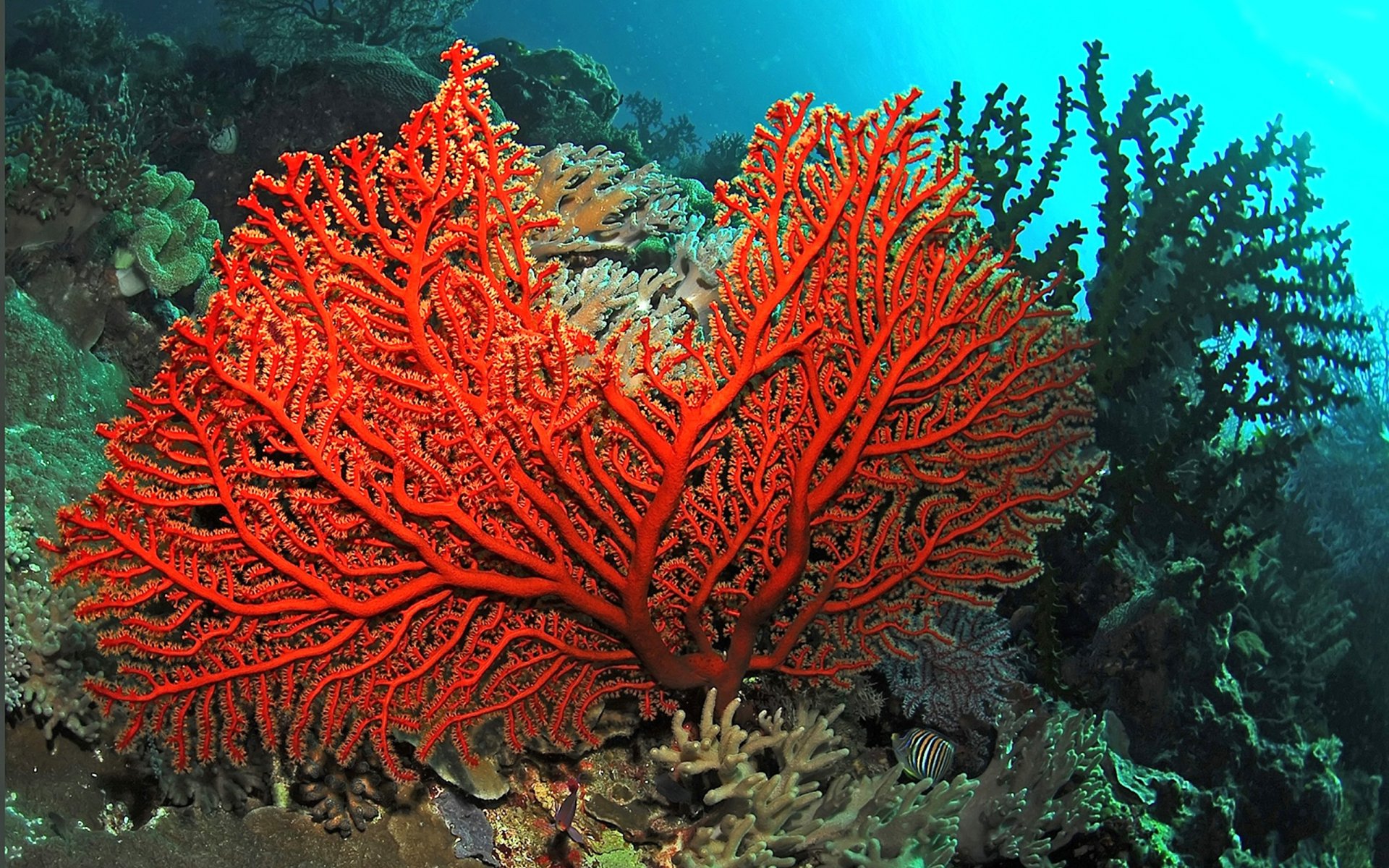 Vibrant red coral reef thriving underwater, showcasing diverse sea life in a high-definition PC desktop wallpaper and background.