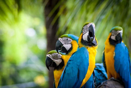 A vibrant 4K Ultra HD wallpaper featuring a group of Blue-and-yellow Macaws, showcasing their striking blue and yellow plumage against a lush green background.