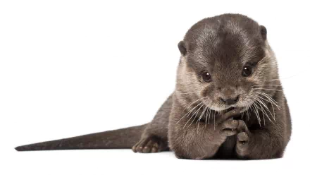 A cute otter gazes curiously at the viewer, showcasing its playful demeanor. This HD image serves as an engaging desktop wallpaper and background, bringing a touch of nature to your screen.