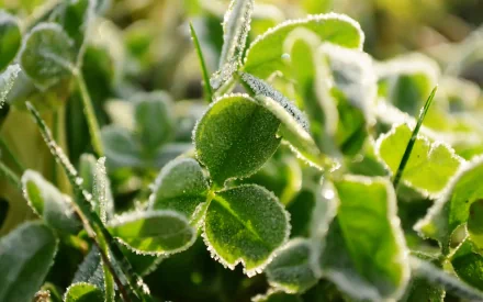 nature clover HD Desktop Wallpaper | Background Image