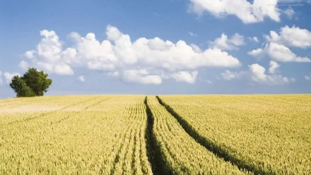 nature cornfield HD Desktop Wallpaper | Background Image
