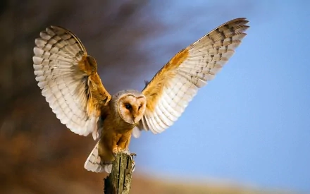 HD desktop wallpaper showing a barn owl with wings spread wide as it lands on a wooden post against a blurred natural background.