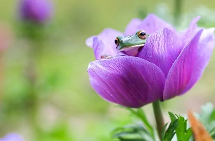 HD desktop wallpaper featuring a close-up of a small green frog nestled inside a vibrant purple flower against a softly blurred natural background.