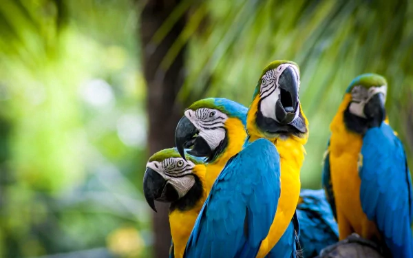 A vibrant 4K Ultra HD wallpaper featuring a group of Blue-and-yellow Macaws, showcasing their striking blue and yellow plumage against a lush green background.