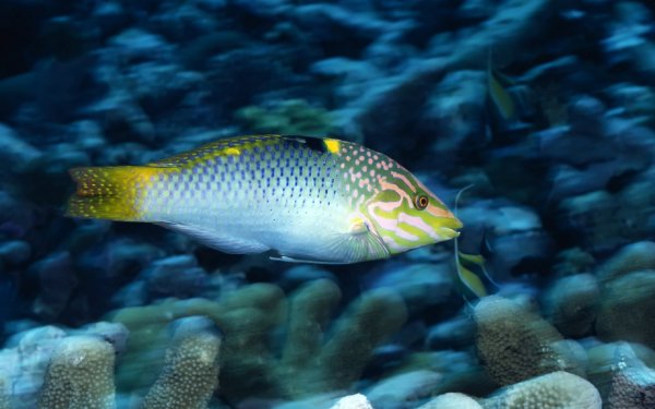 Animal Fish Fishes Underwater HD Wallpaper | Background Image