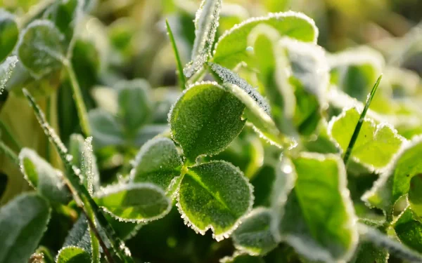 nature clover HD Desktop Wallpaper | Background Image