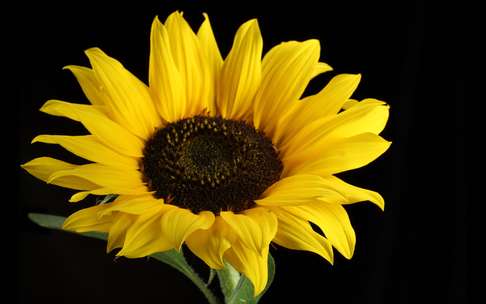 Sunflower Full HD Wallpaper and Background | 1920x1200 ...