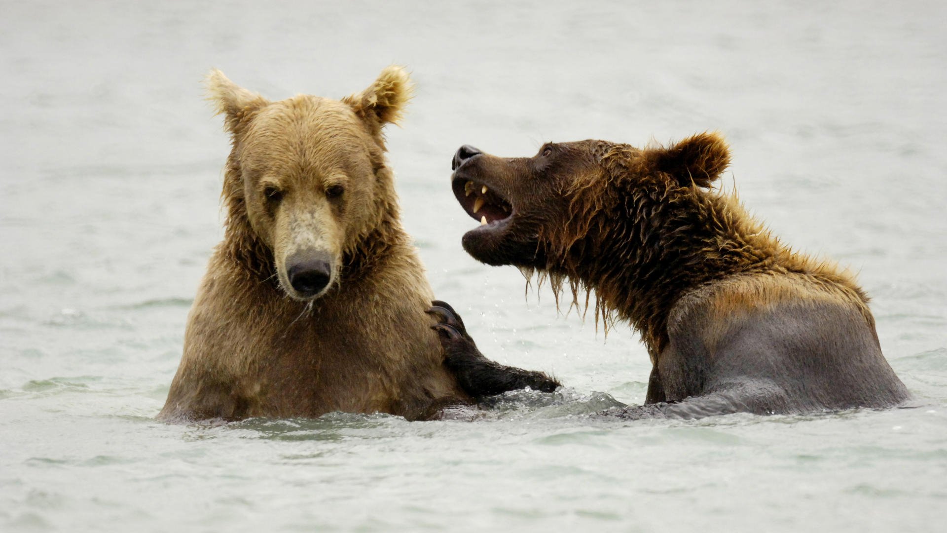 Download Alaska Katmai National Park Grizzly Bear Animal HD Wallpaper