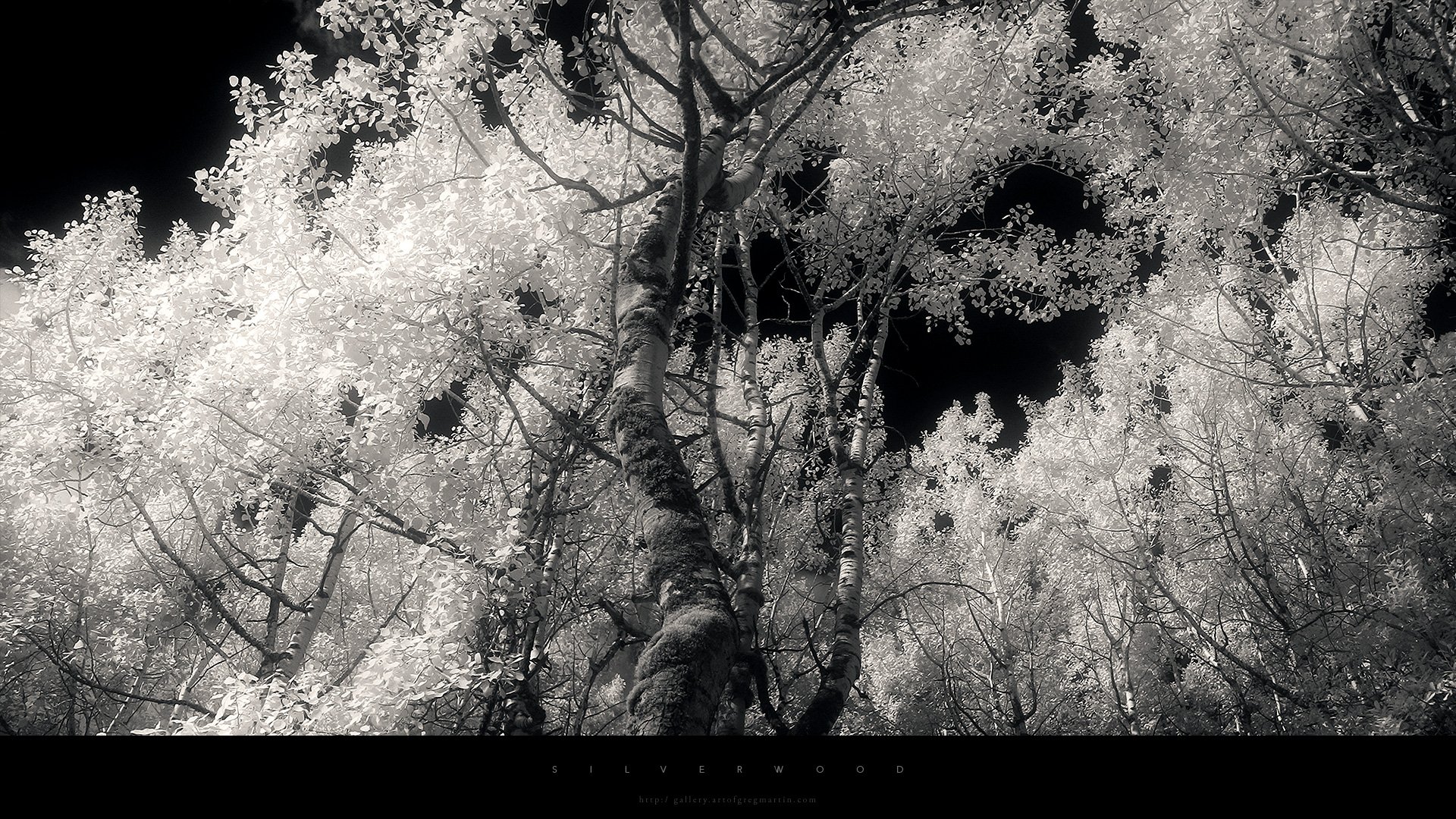 HD PC desktop wallpaper and background: nature forest with high-contrast, infrared-like white foliage against a deep black sky, slender trunks rising through a luminous canopy.