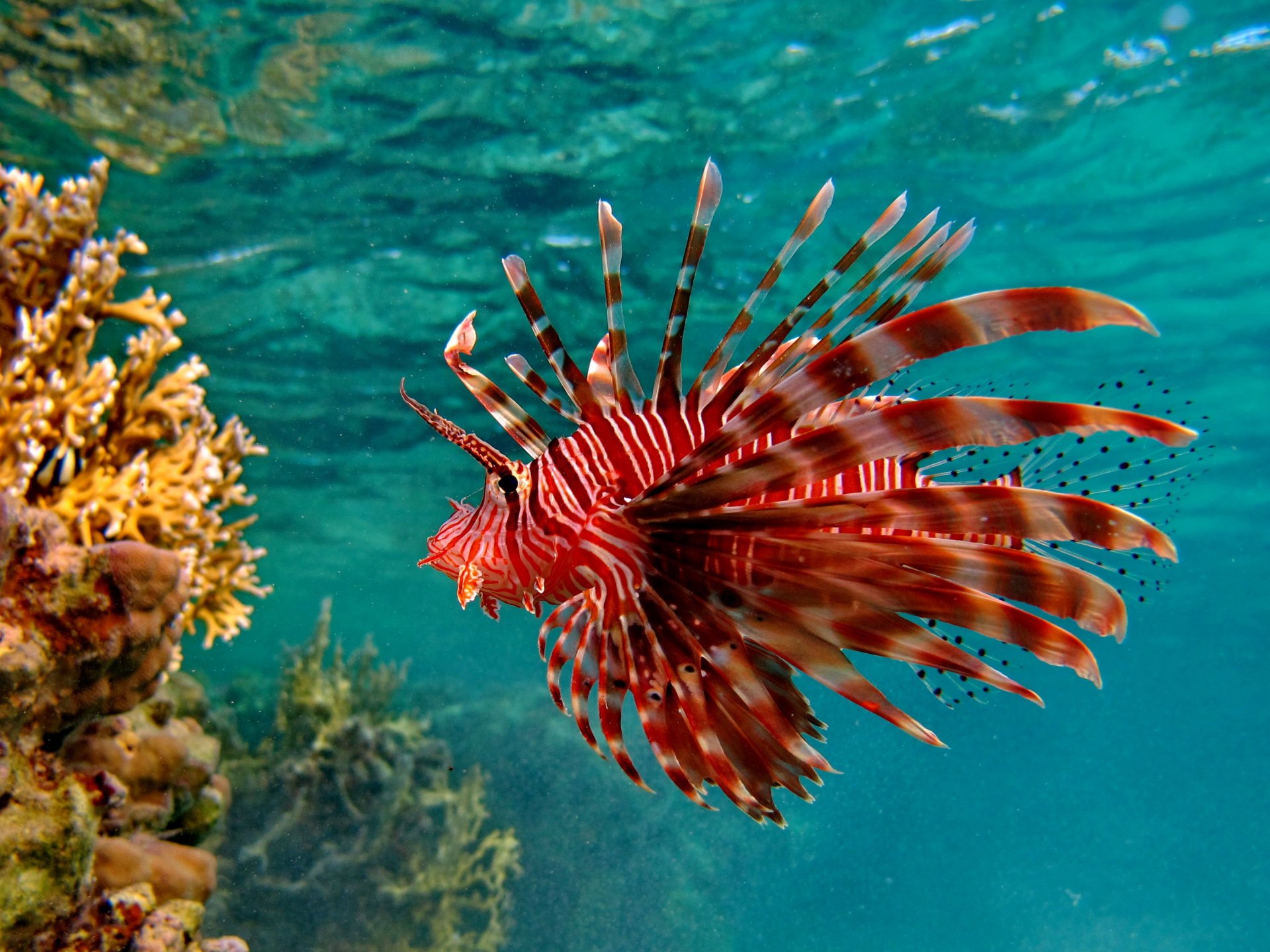 HD desktop wallpaper showcasing a vibrant lionfish swimming near coral in clear blue ocean waters.