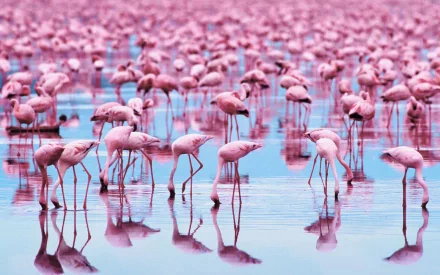 A vibrant HD PC desktop wallpaper featuring a large flock of pink flamingos standing and wading in shallow water, creating a stunning natural scene.