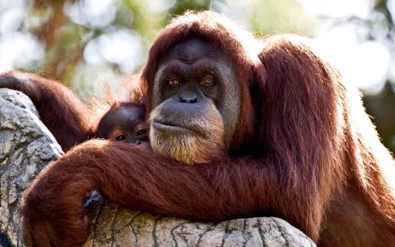 Animal Orangutan HD Desktop Wallpaper | Background Image